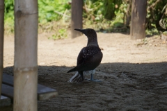 DSC07880