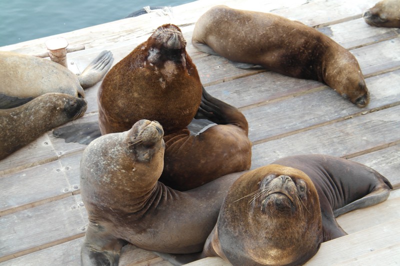 Seelöwen bei Iquique