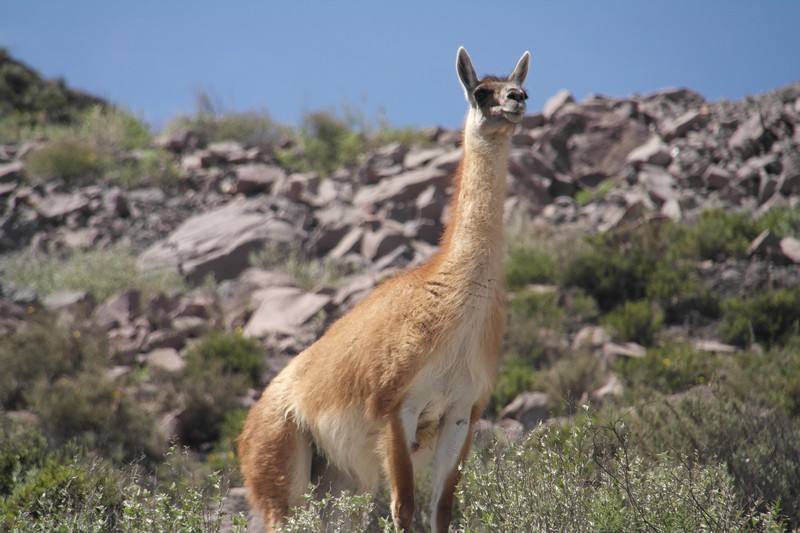Vicuña bei Putre